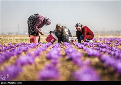 كم تنتج إيران من الزعفران سنوياً؟