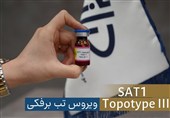 شناسایی سویه جدید ویروس تب‌برفکی SAT1 در تهران/ واکسن به سرعت تولید شد