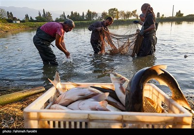 17 هزار تن انواع ماهی خوراکی در اردبیل تولید می‌شود