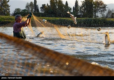 200 هزار قطعه بچه ماهی در مزارع پارس آباد رهاسازی شد