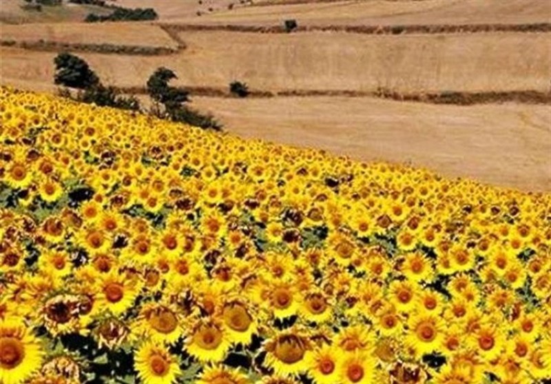 کشاورزی , اخبار شاهرود , اخبار استان سمنان , تسنیم ,