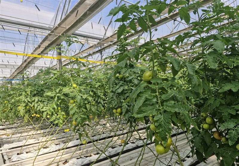 اخبار اسلامشهر , کشاورزی , الگوی کشت , 