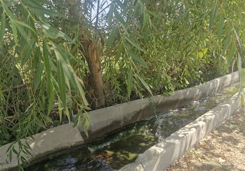 اخبار اسلامشهر , کشاورزی , الگوی کشت , 