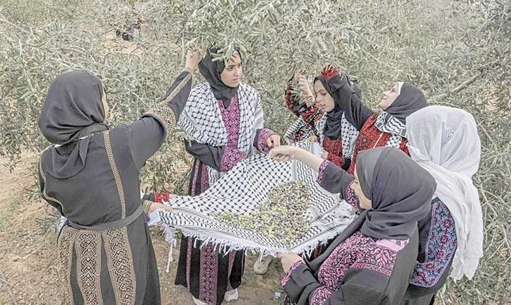 احتلال فلسطین عام 1948 , تشکیلات خودگردان فلسطین , عرفات , أشجار الزیتون , شجرة الزیتون , کرانه باختری , الضفة الغربیة , صهیونیسم , تخریب , بیت المقدس , 