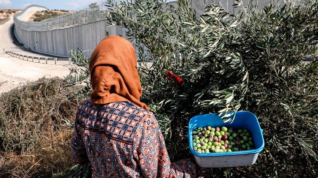 احتلال فلسطین عام 1948 , تشکیلات خودگردان فلسطین , عرفات , أشجار الزیتون , شجرة الزیتون , کرانه باختری , الضفة الغربیة , صهیونیسم , تخریب , بیت المقدس , 