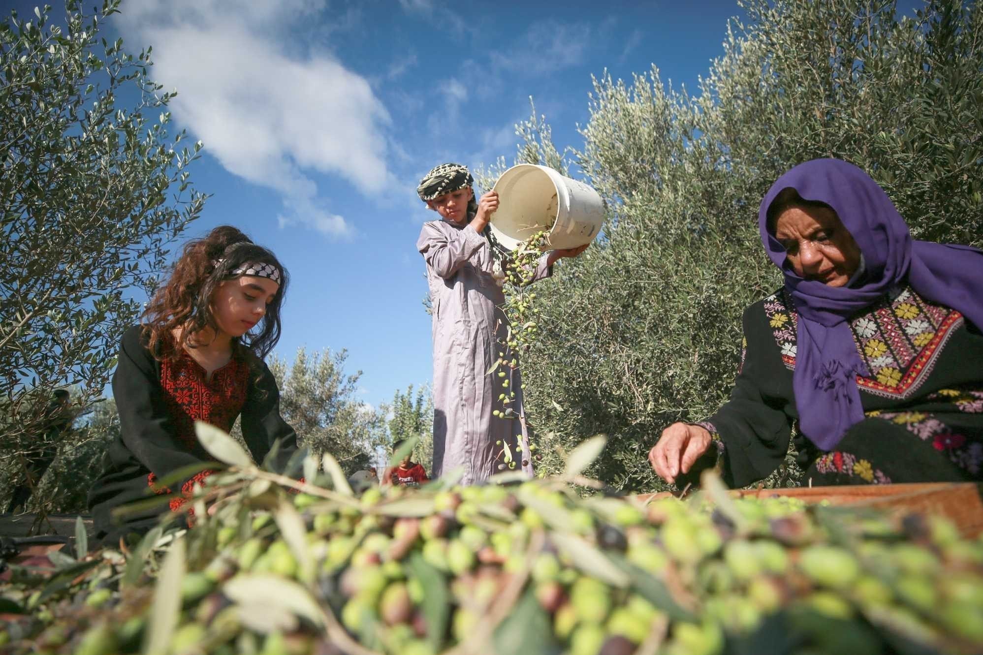 احتلال فلسطین عام 1948 , تشکیلات خودگردان فلسطین , عرفات , أشجار الزیتون , شجرة الزیتون , کرانه باختری , الضفة الغربیة , صهیونیسم , تخریب , بیت المقدس , 