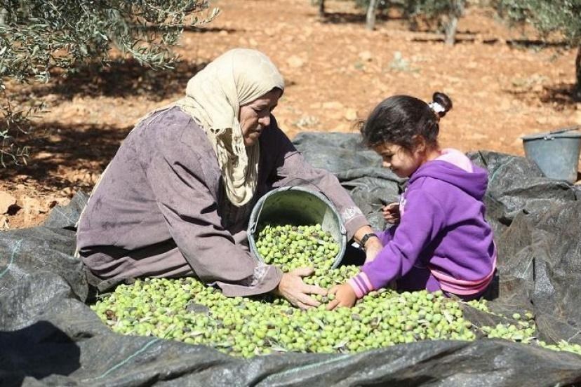 احتلال فلسطین عام 1948 , تشکیلات خودگردان فلسطین , عرفات , أشجار الزیتون , شجرة الزیتون , کرانه باختری , الضفة الغربیة , صهیونیسم , تخریب , بیت المقدس , 