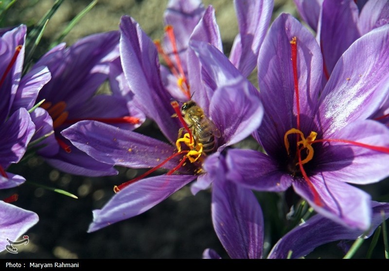 اخبار  شهرستان قائن , گردشگری , تعطیلات نوروزی , 
