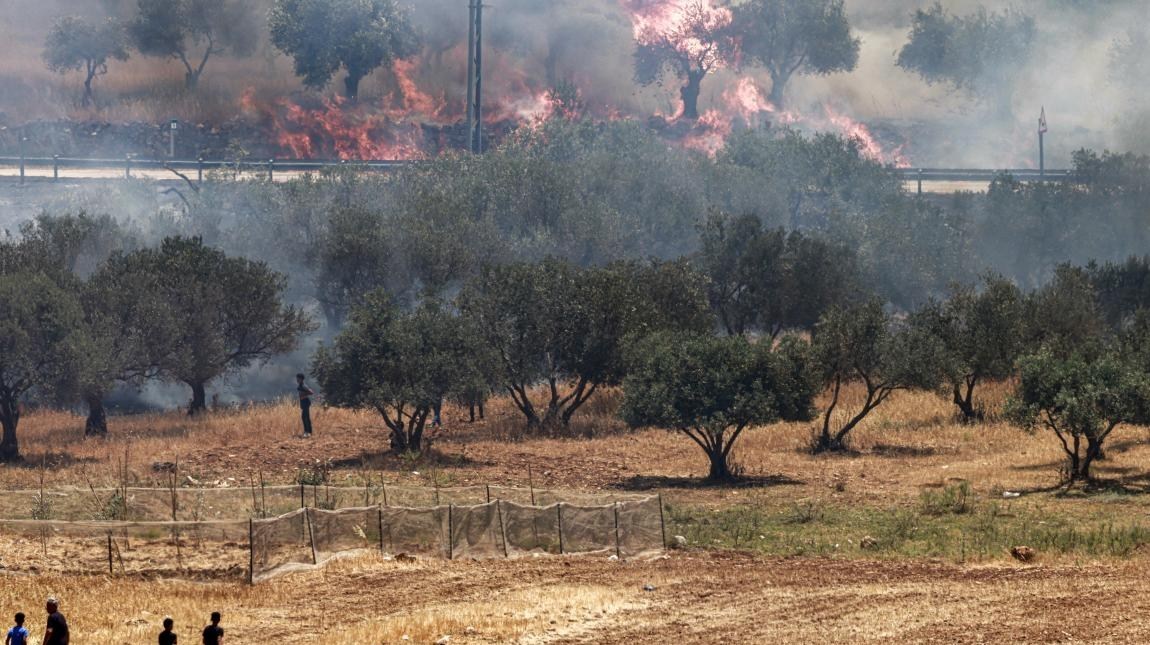 احتلال فلسطین عام 1948 , تشکیلات خودگردان فلسطین , عرفات , أشجار الزیتون , شجرة الزیتون , کرانه باختری , الضفة الغربیة , صهیونیسم , تخریب , بیت المقدس , 