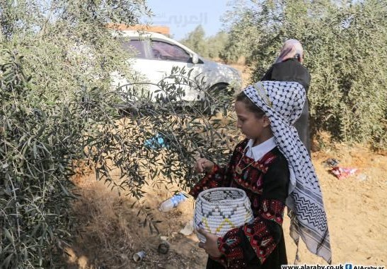 احتلال فلسطین عام 1948 , تشکیلات خودگردان فلسطین , عرفات , أشجار الزیتون , شجرة الزیتون , کرانه باختری , الضفة الغربیة , صهیونیسم , تخریب , بیت المقدس , 