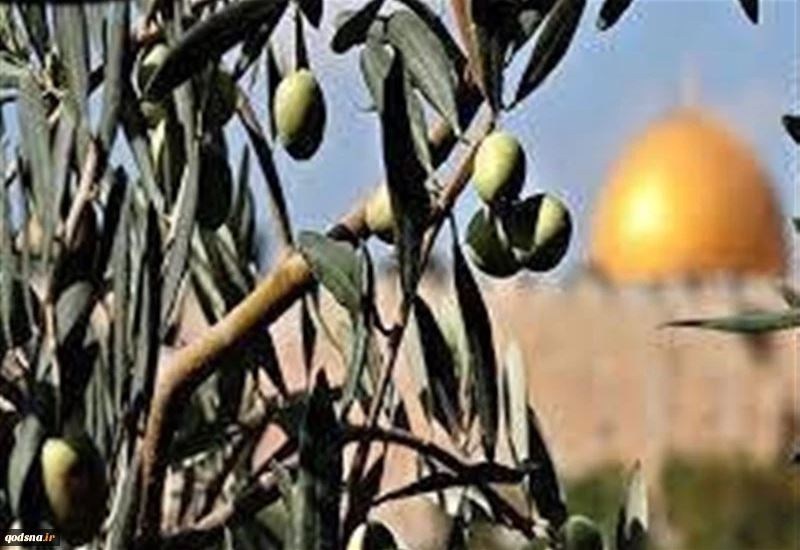 احتلال فلسطین عام 1948 , تشکیلات خودگردان فلسطین , عرفات , أشجار الزیتون , شجرة الزیتون , کرانه باختری , الضفة الغربیة , صهیونیسم , تخریب , بیت المقدس , 