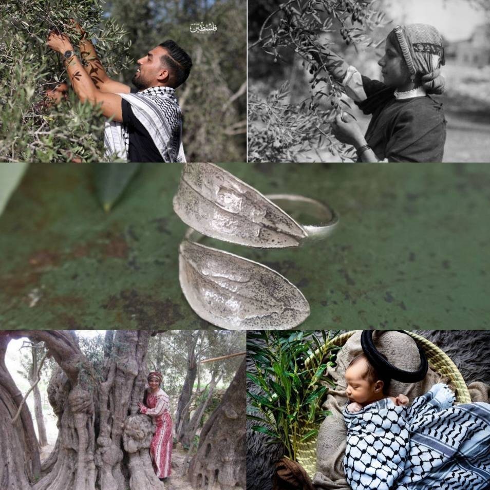 احتلال فلسطین عام 1948 , تشکیلات خودگردان فلسطین , عرفات , أشجار الزیتون , شجرة الزیتون , کرانه باختری , الضفة الغربیة , صهیونیسم , تخریب , بیت المقدس , 