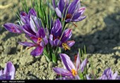برداشت 320 کیلوگرم زعفران از مزارع طبس