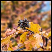 طبیعت پاییزی - گیلان