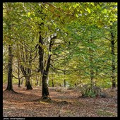 طبیعت پاییزی - گیلان