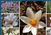 کلکسیونی زنده از بنه همه گونه‌های ایرانی جنس زعفران ایجاد شد