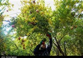 مبارزه با مگس میوه مدیترانه‌ای در باغ‌های انار عقدا ادامه دارد