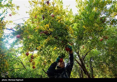 مبارزه با مگس میوه مدیترانه‌ای در باغ‌های انار عقدا ادامه دارد