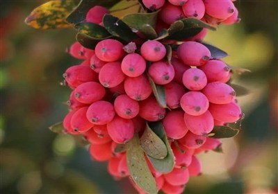 ایجاد شهرک تخصصی زرشک در خراسان جنوبی