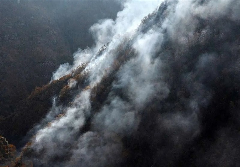 اخبار استان مازندران , اخبار چالوس , جنگل های هیرکانی , 