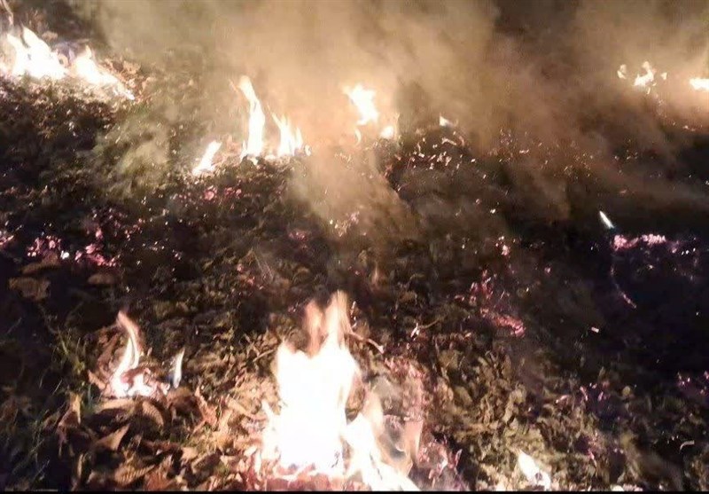 اخبار استان گلستان , جنگل های هیرکانی , جنگل , آتش‌سوزی , 