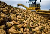 هشدار جدی به چغندرکاران کرمانشاه؛ فرصت رو به پایان است