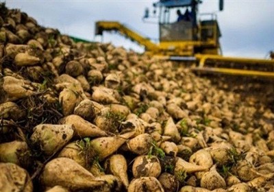تولید 380 هزار تن چغندرقند در سرپل‌ذهاب