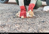 رشد 25 درصدی گربه‌گزیدگی در کشور/ مراقب ابتلا به هاری باشید