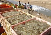 برداشت بیش‌از 29 هزار تن میگوی پرورشی در استان بوشهر