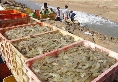 تولید 30 هزار و 425 تن میگو پرورشی در استان بوشهر