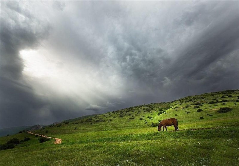 اخبار استان گلستان , نظام مسائل استان گلستان , جنگل های هیرکانی , نظام مسائل استان , 