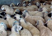 کشف 195 راس گوسفند قاچاق در هشترود