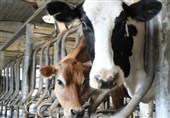Лабораторное получение эмбрионов крупного рогатого скота и других тяжёлых сельскохозяйственных животных иранскими исследователями