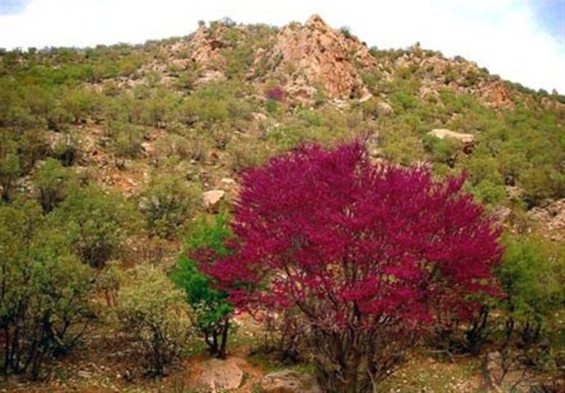 اخبار استان ایلام , سازمان میراث فرهنگی، صنایع دستی و گردشگری , وزارت میراث فرهنگی، گردشگری و صنایع دستی , 