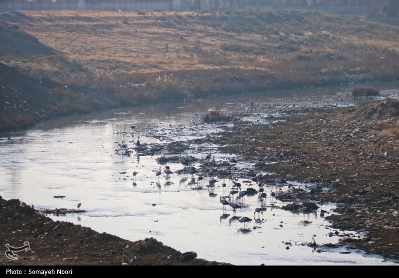 اخبار کرمانشاه , آلودگی های زیست محیطی , نظام مسائل استان , نظام مسائل استان کرمانشاه , 
