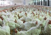 روند مطلوب تولید مرغ در گلستان/ کمبود نخواهیم داشت