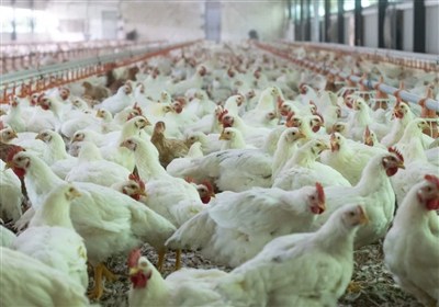 تولید گوشت مرغ در قزوین افزایش می‌یابد