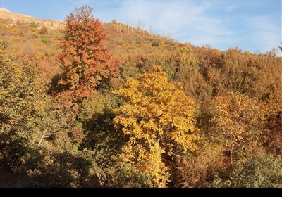 قزوین؛ وقتی پاییز آرام خداحافظی می‌کند