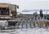 زنگ خطر در خزر؛ تغییر اجباری استراتژی باکو از صید سنتی به آبزی‌پروری صنعتی
