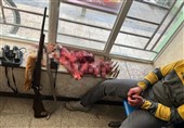 دستگیری 4 متخلف شکار غیرمجاز حیات وحش در چهارمحال و بختیاری