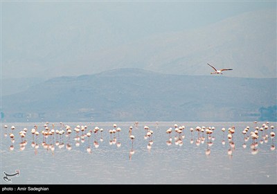 Maharloo Gölü Yeniden Canlandı