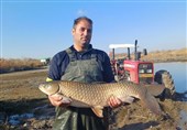 تولید 2500 تن ماهیان گرمابی در پارس‌آباد