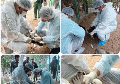 پایش آنفلوآنزای پرندگان در باغ پرندگان بوشهر انجام شد