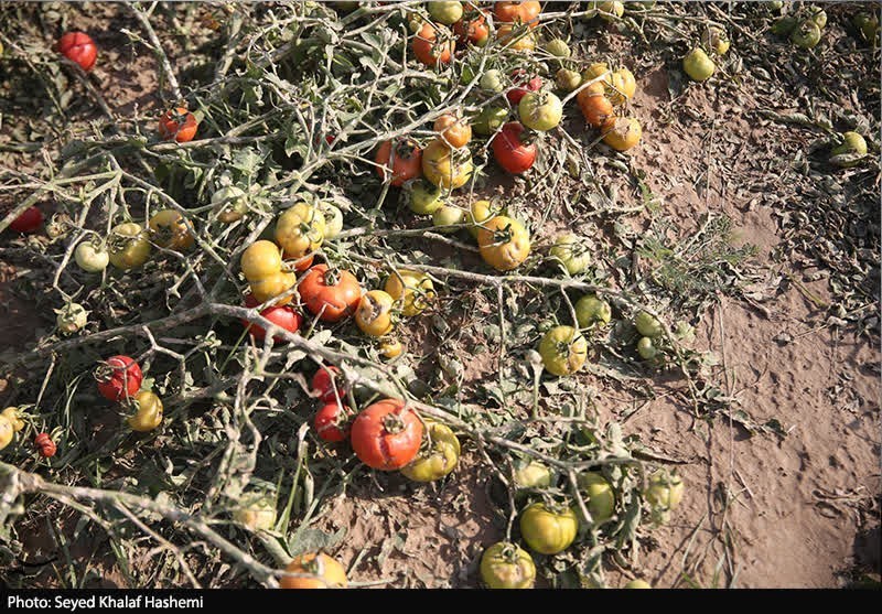 اخبار استان بوشهر , کشاورزی , اخبار بوشهر , 