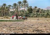 هشدار نارنجی هواشناسی کشاورزی در کرمان؛ کشاورزان تمهیدات پیشگیرانه را جدی بگیرند