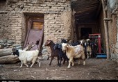 یادداشت| حیات روستاهای سیستان در گروی حفظ دام/ پیش از بحران تدبیر کنید!