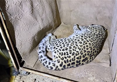 پلنگ شهمیرزاد پس از اطمینان از سلامت کامل به زیستگاه طبیعی بازگشت