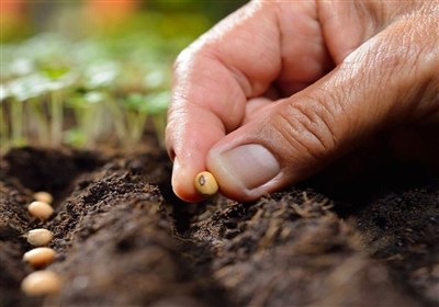 تولید 24 هزار تن هسته‌های اولیه بذری غلات و حبوبات در زنجان