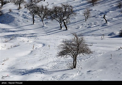 تساقط الثلوج في سنندج