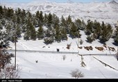 بارش برف در کرستان